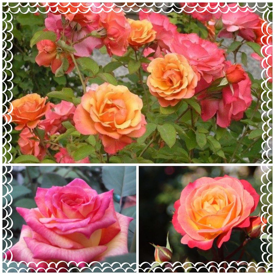 Tucan róża parkowa